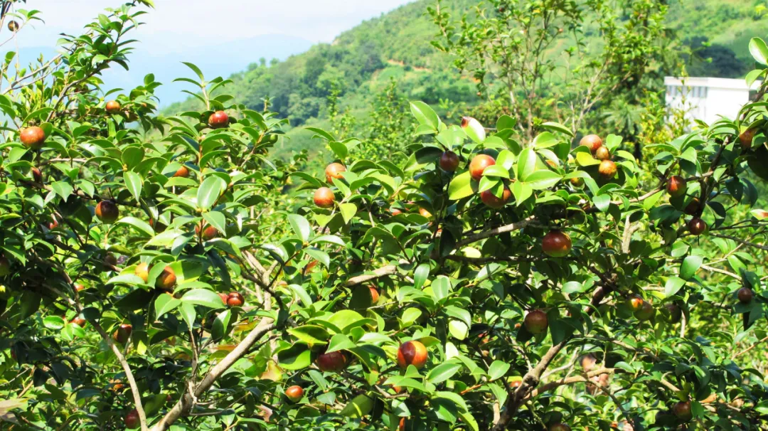 2019年8月,三新村的油茶林